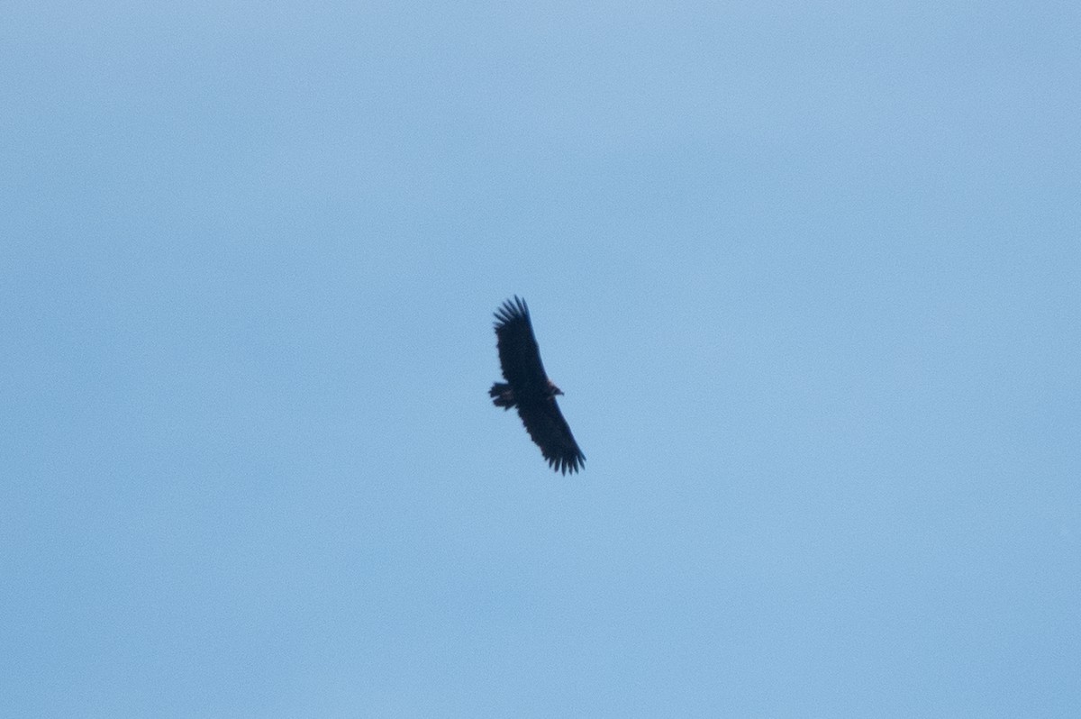 sup hnědý - ML645557119