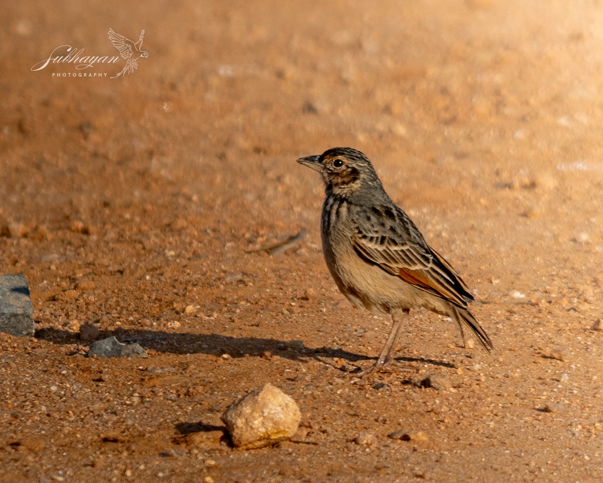 Bengal Bushlark - ML645557130