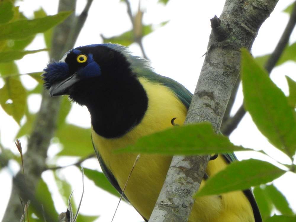 sojka zelenavá - ML645557131