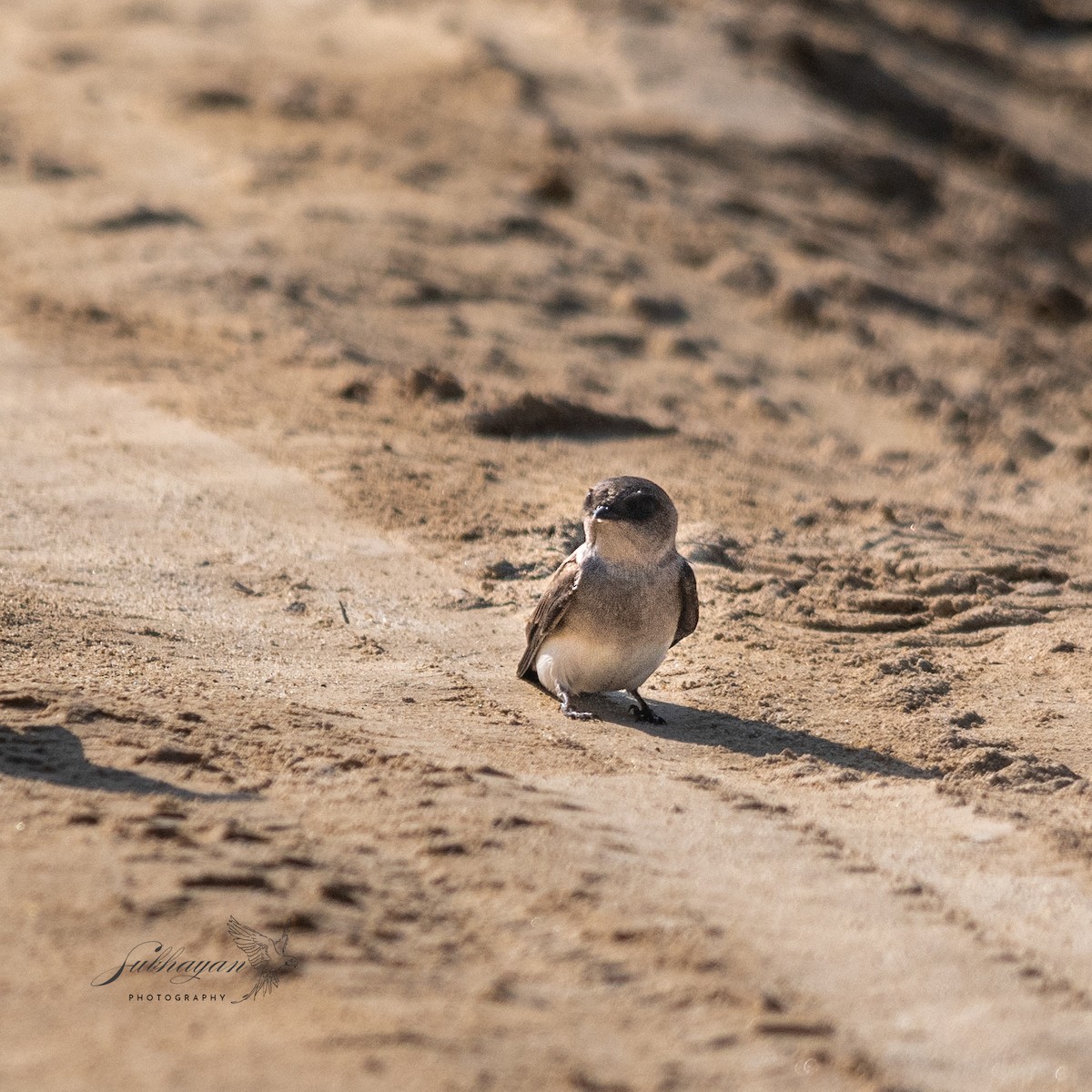 Gray-throated Martin - ML645557142