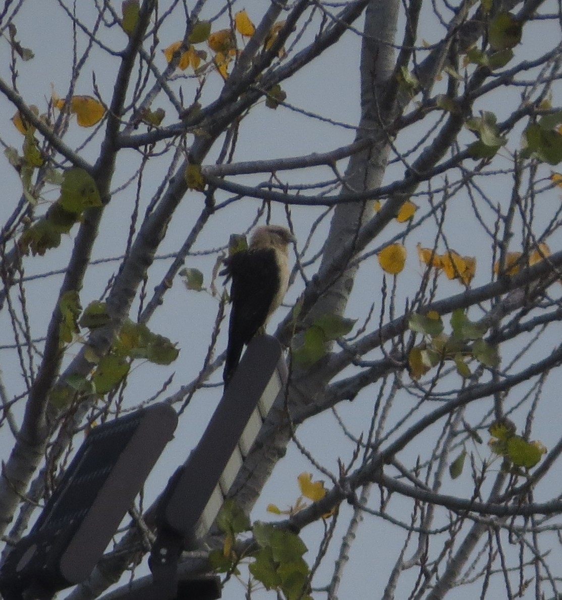 čimango žlutavý - ML645557145