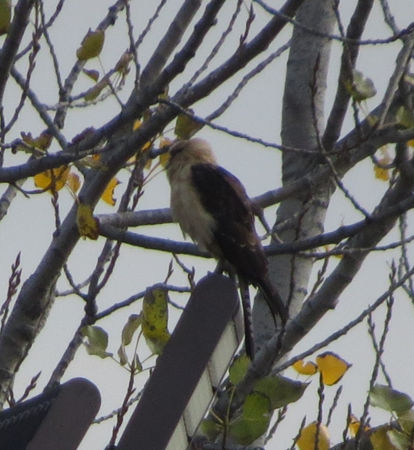 čimango žlutavý - ML645557146