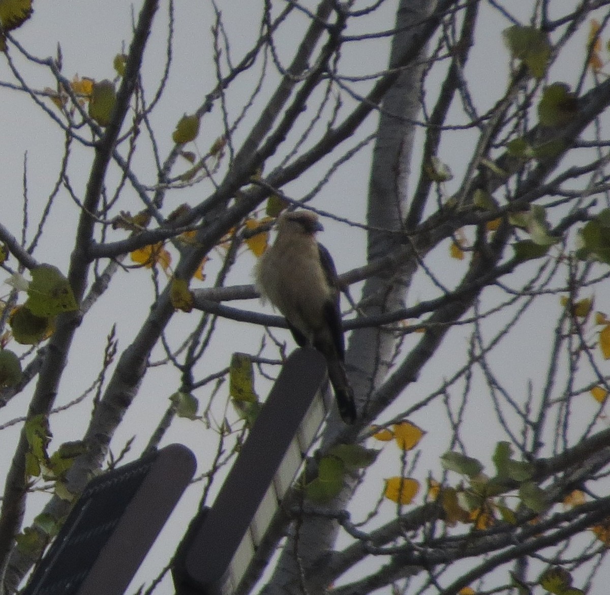 čimango žlutavý - ML645557147