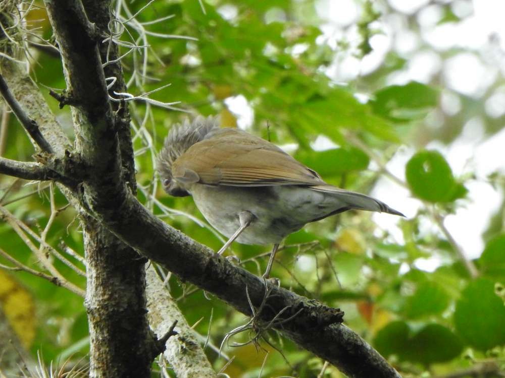 Zorzal Sabiá - ML645557151