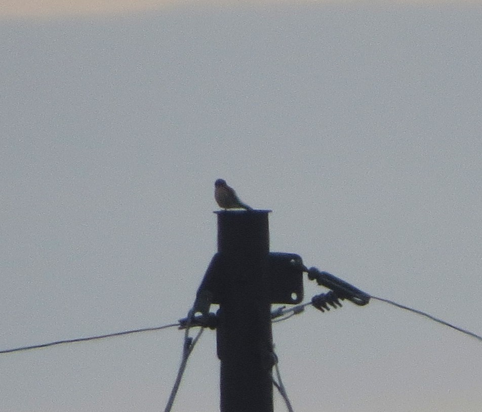 poštolka pestrá - ML645557152