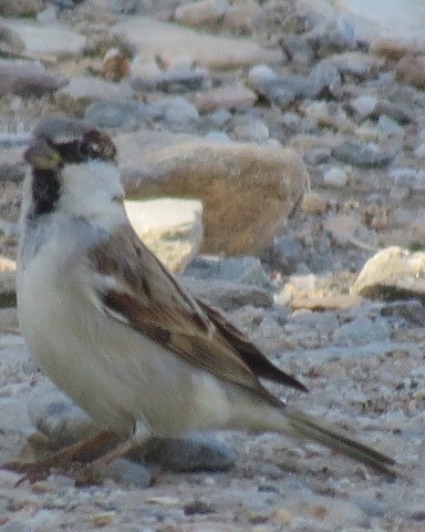 House Sparrow - ML645557155