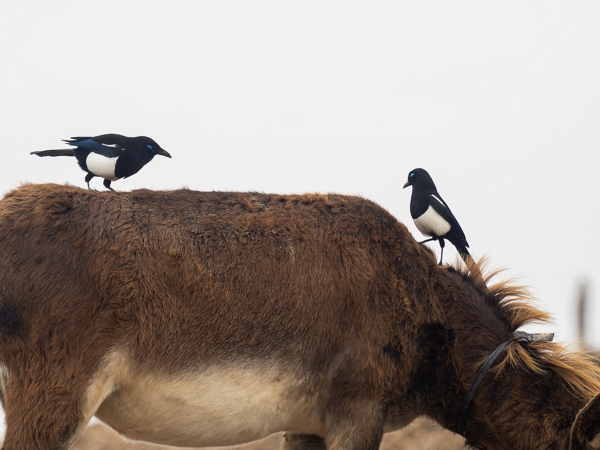 straka severoafrická - ML645557162