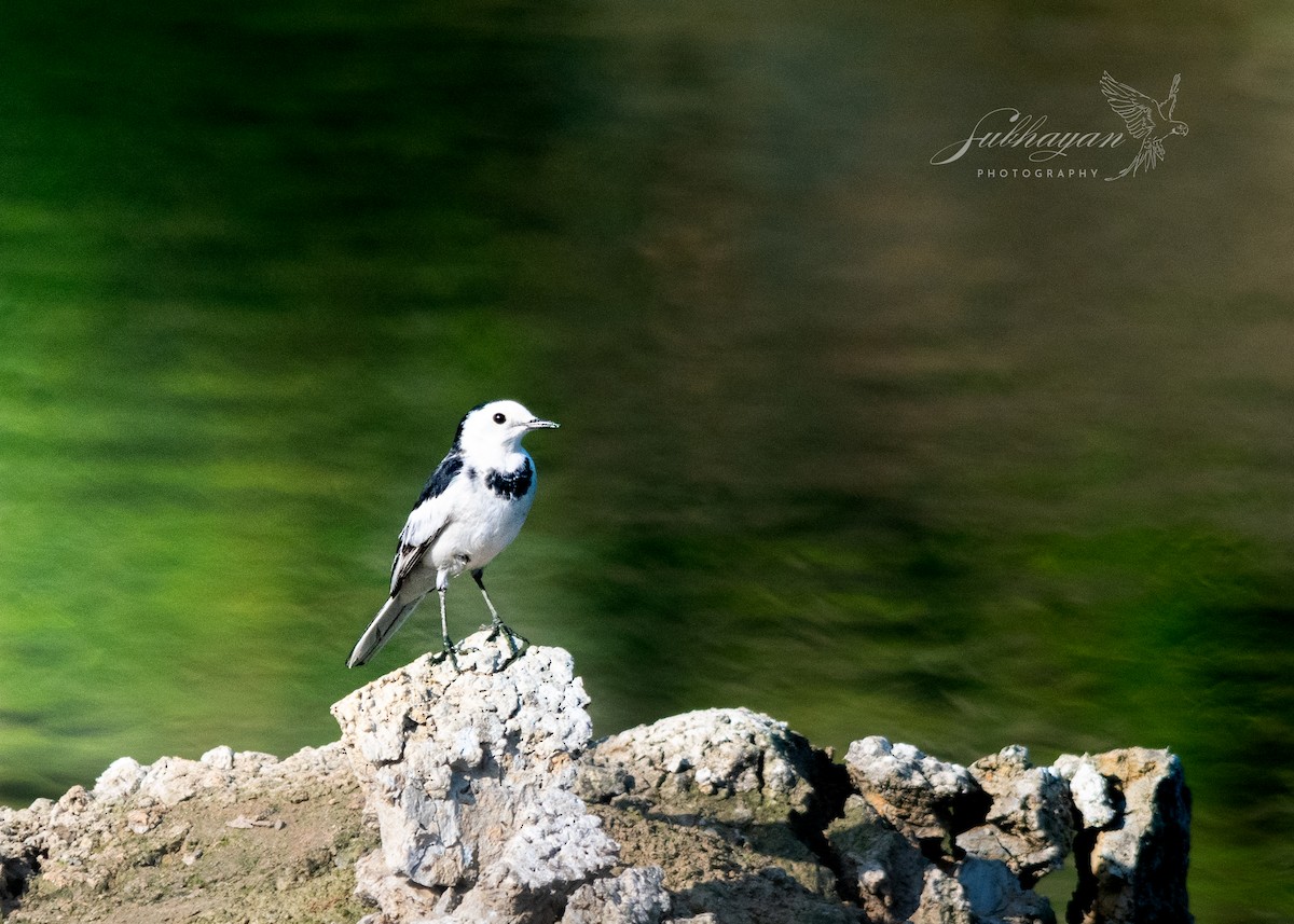 White Wagtail - ML645557167