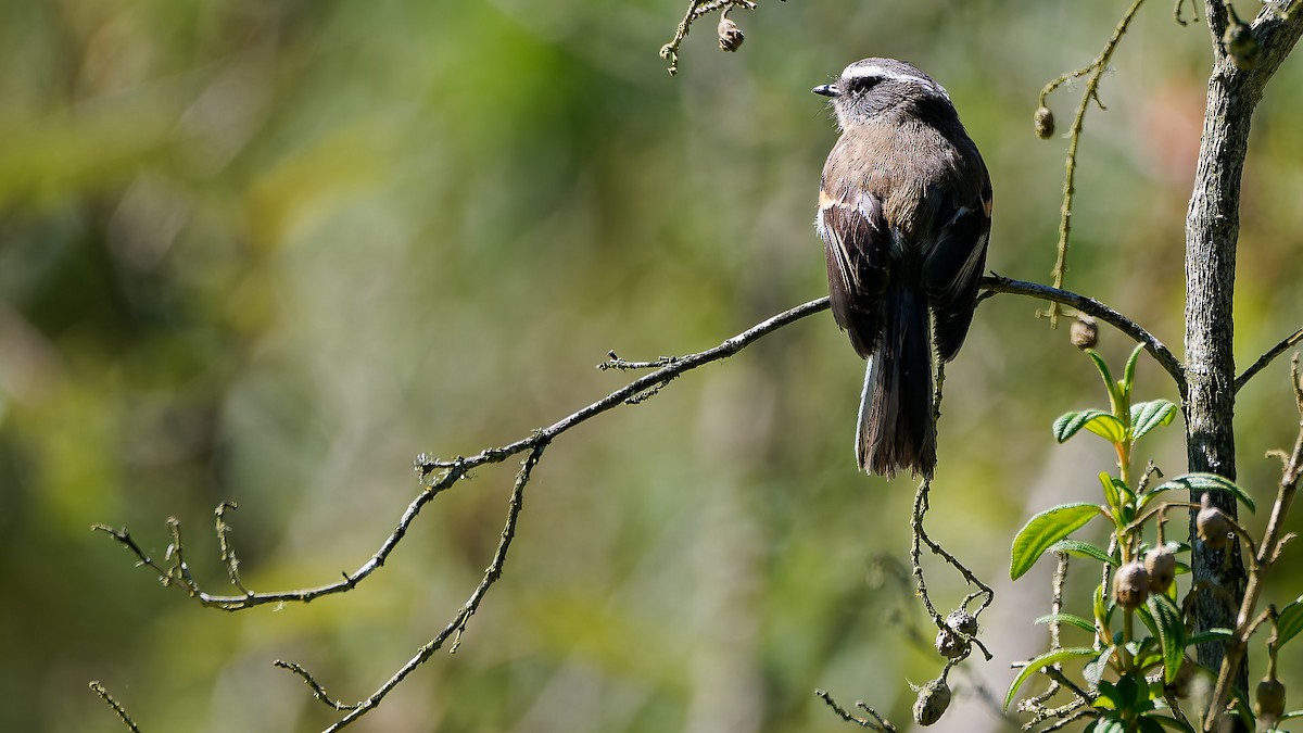 Orangebrust-Schmätzertyrann - ML645557168