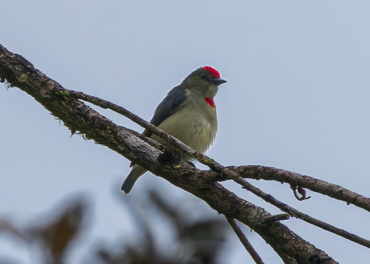 rødkroneblomsterfugl - ML645557174