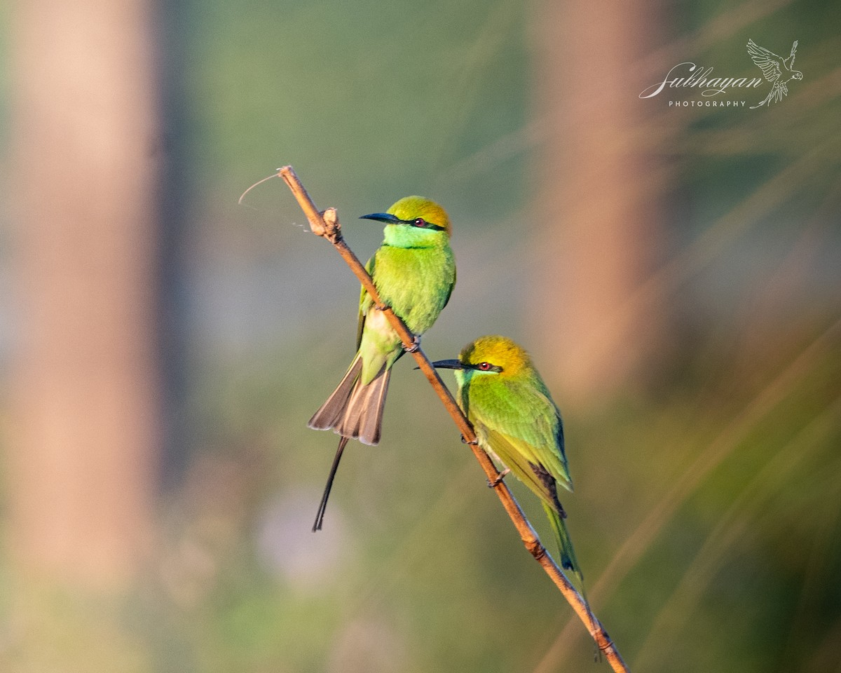 Asian Green Bee-eater - ML645557178