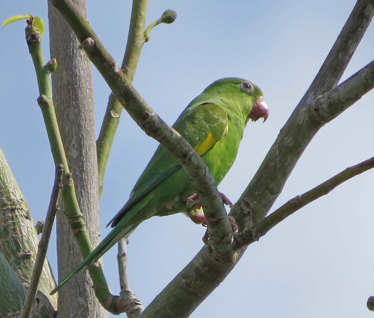 Yellow-chevroned Parakeet - ML645557183
