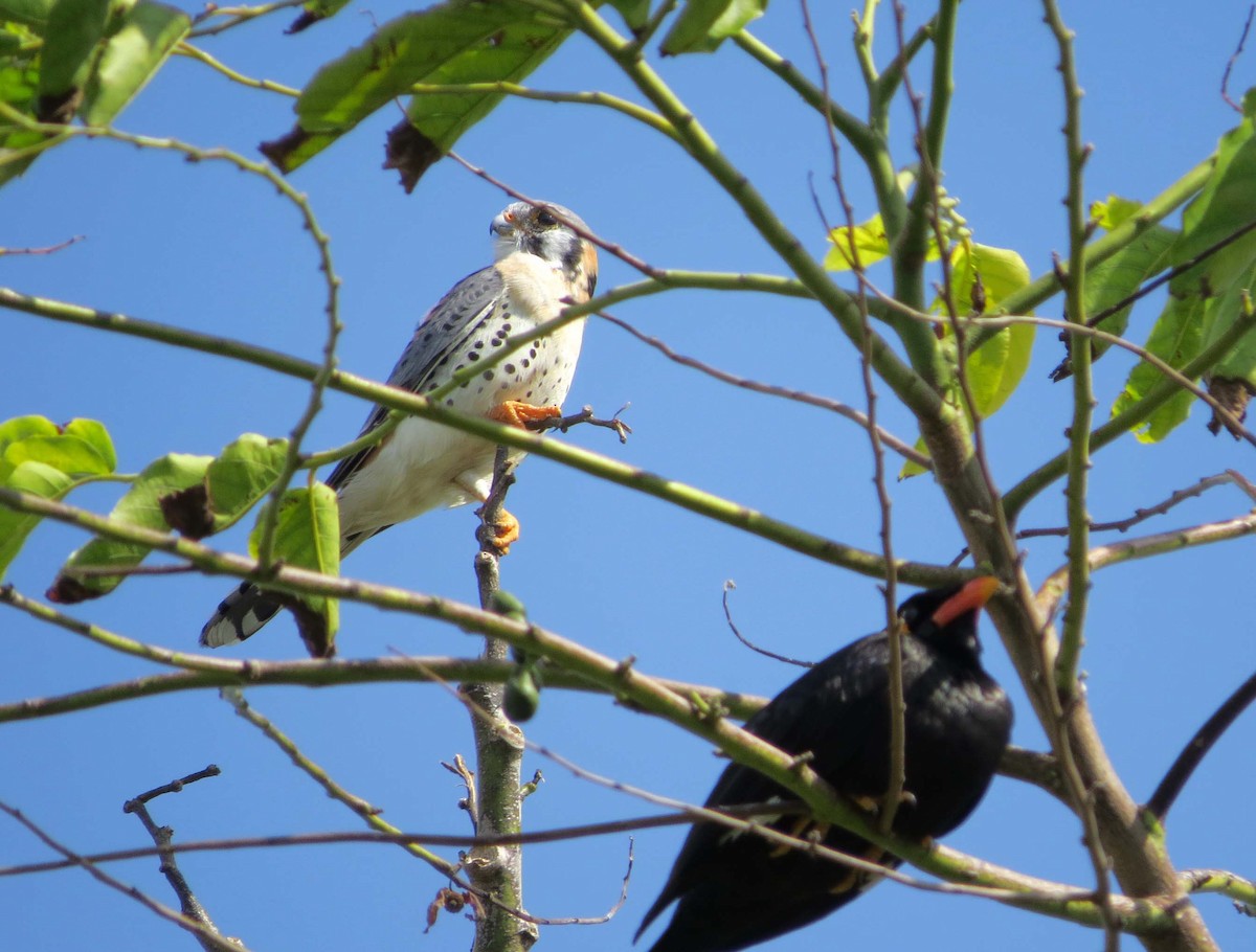 בז אמריקני - ML645557192