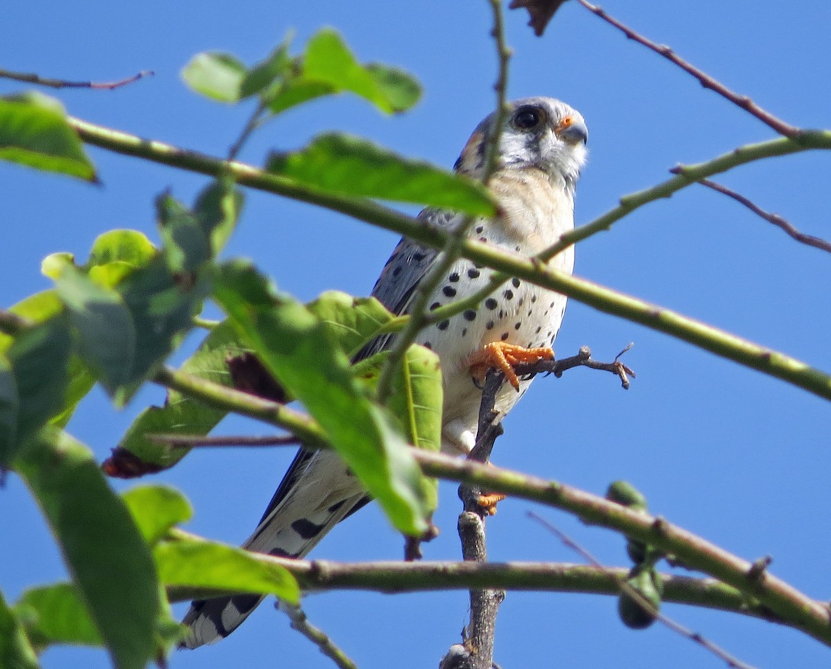 בז אמריקני - ML645557193