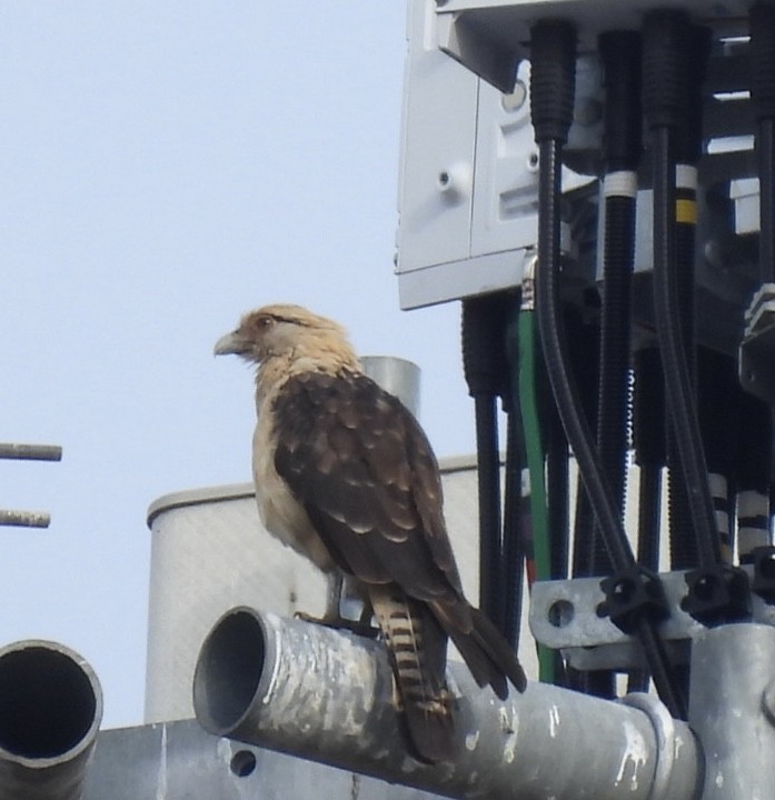 Yellow-headed Caracara - ML645557200
