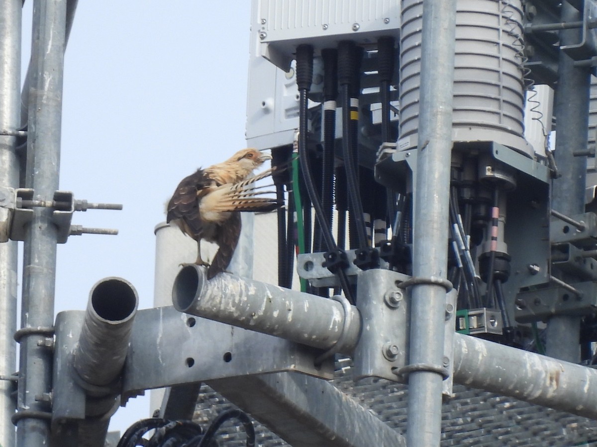 Yellow-headed Caracara - ML645557202
