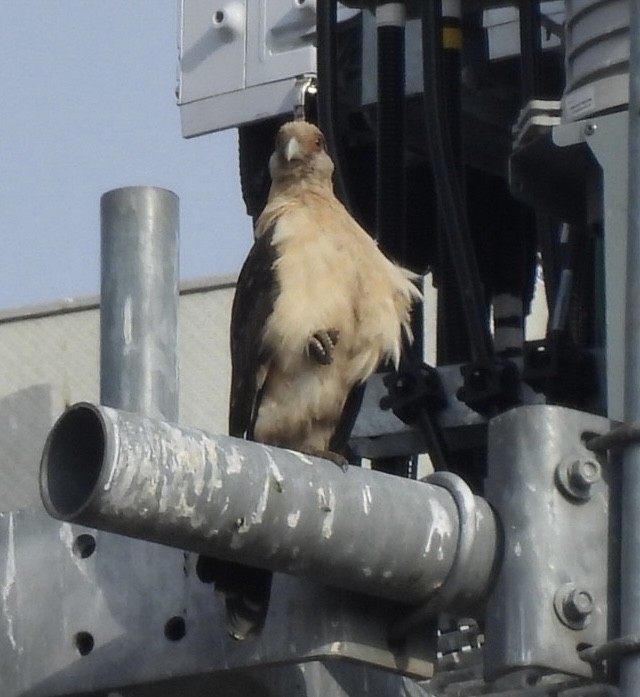 Yellow-headed Caracara - ML645557205