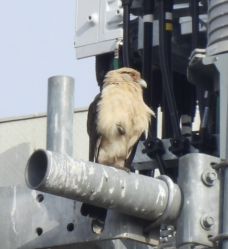 Yellow-headed Caracara - ML645557206