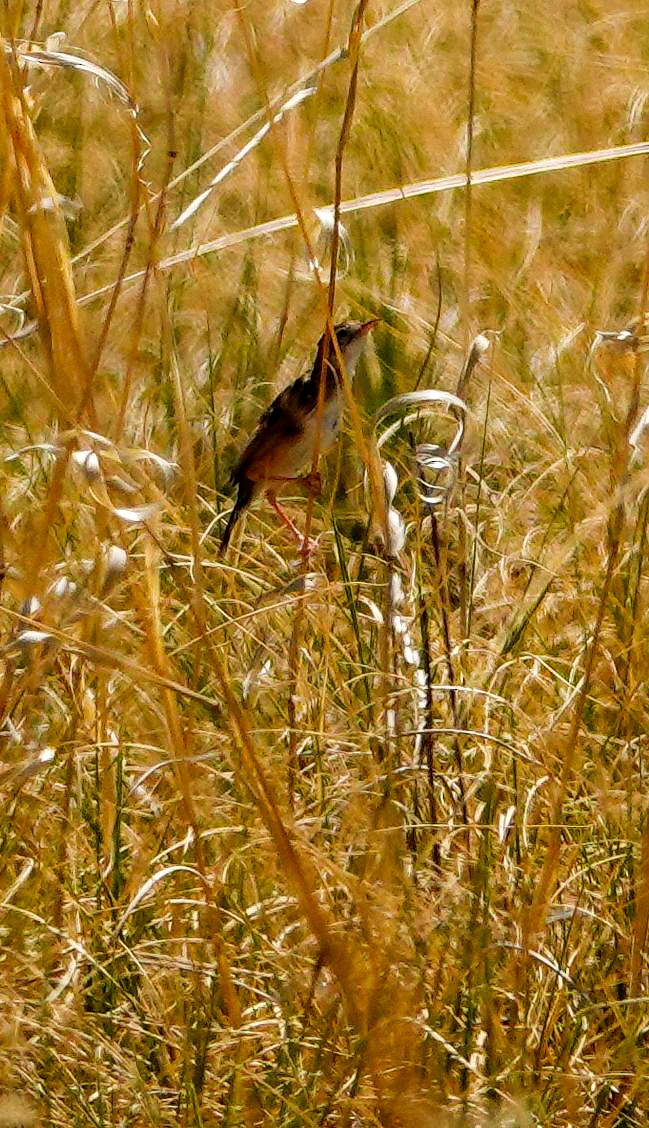 Kalaharizistensänger - ML645557217