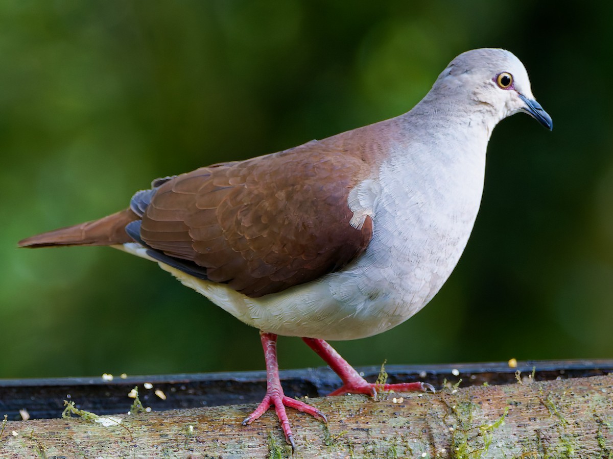 Pallid Dove - ML645557222