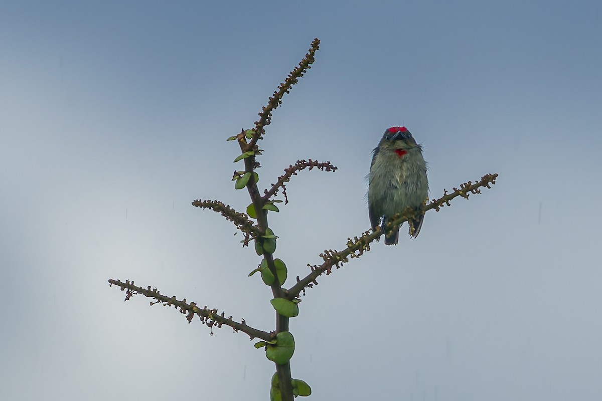 rødkroneblomsterfugl - ML645557223