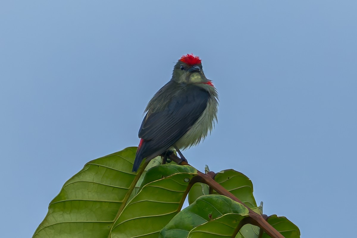 rødkroneblomsterfugl - ML645557224