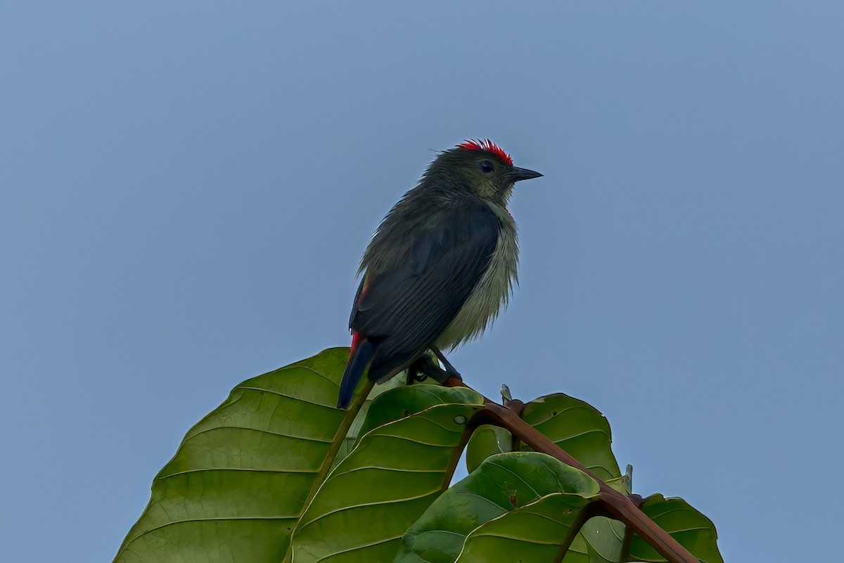 rødkroneblomsterfugl - ML645557225