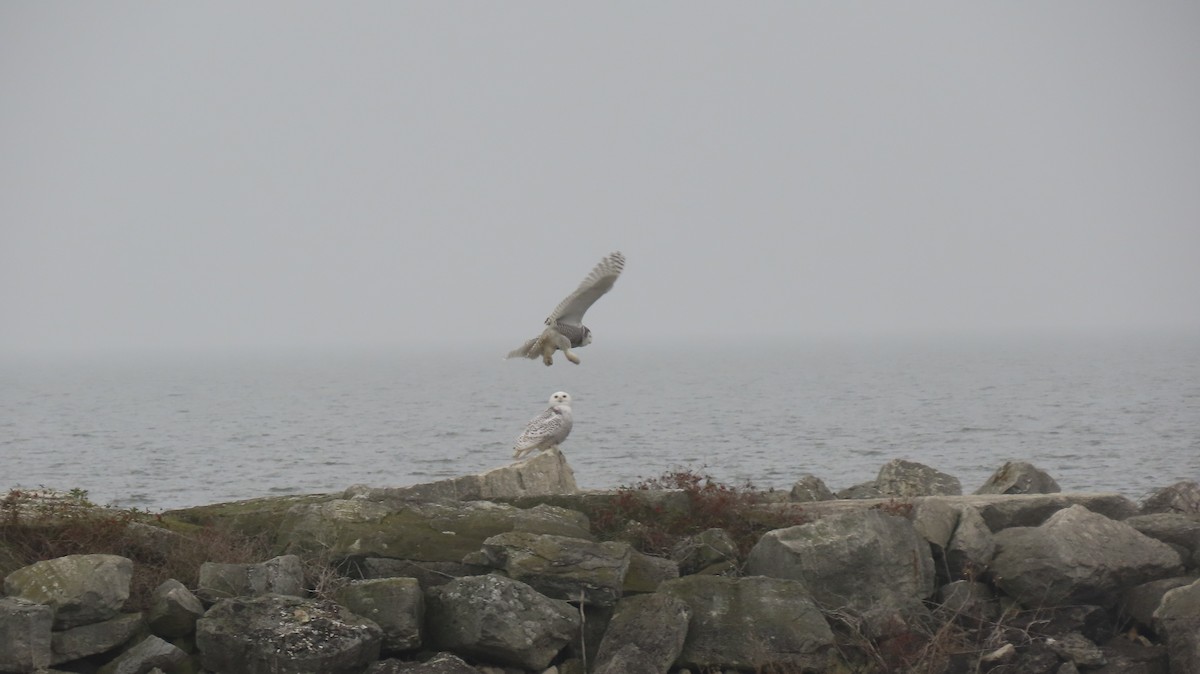 Snowy Owl - ML645557226