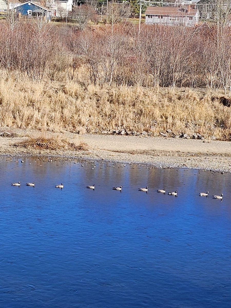 Canada Goose - ML645557227