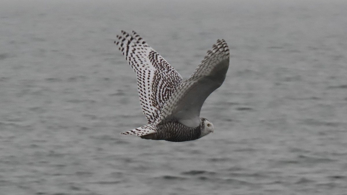Snowy Owl - ML645557239