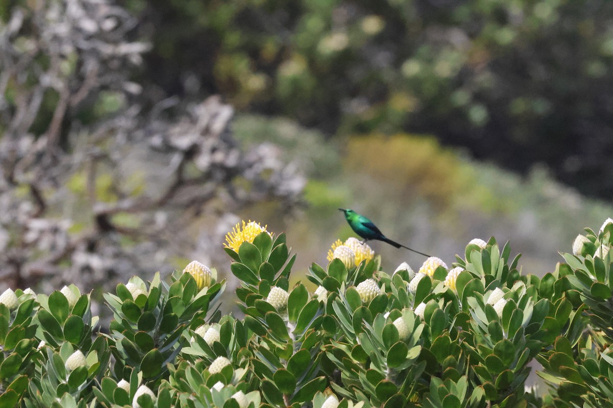 Malachite Sunbird - ML645557246