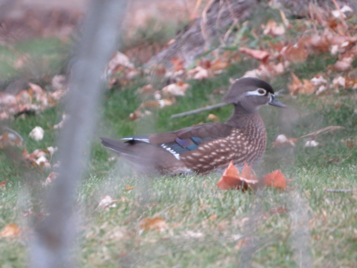 Wood Duck - ML645557251