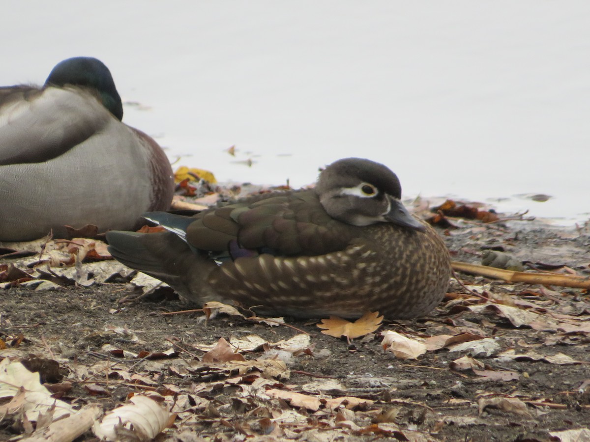 Wood Duck - ML645557253