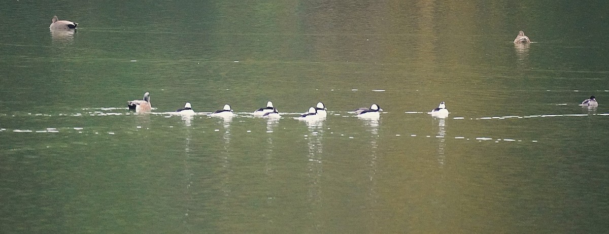 Bufflehead - ML645557254