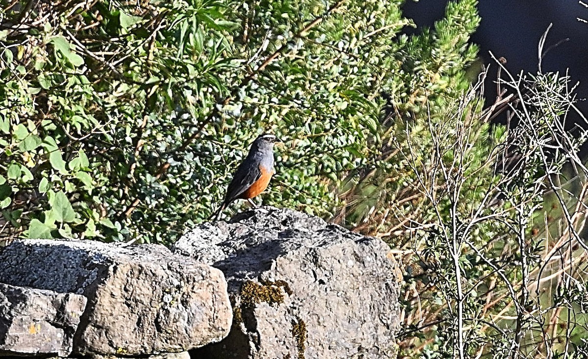 Rufous-bellied Mountain Tanager - ML645557255