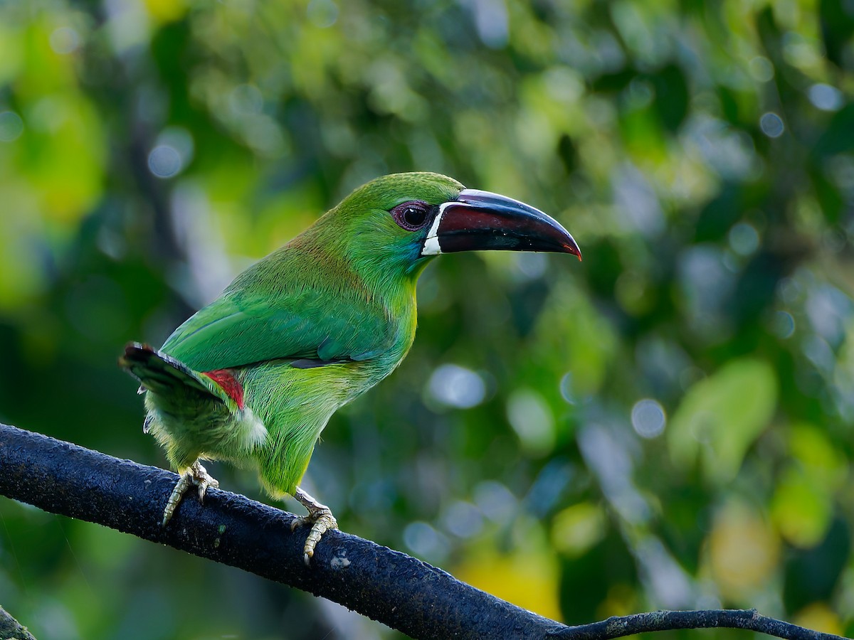 Crimson-rumped Toucanet - ML645557256