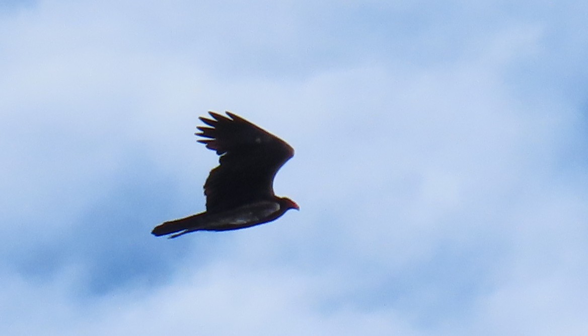 Turkey Vulture - ML645557259