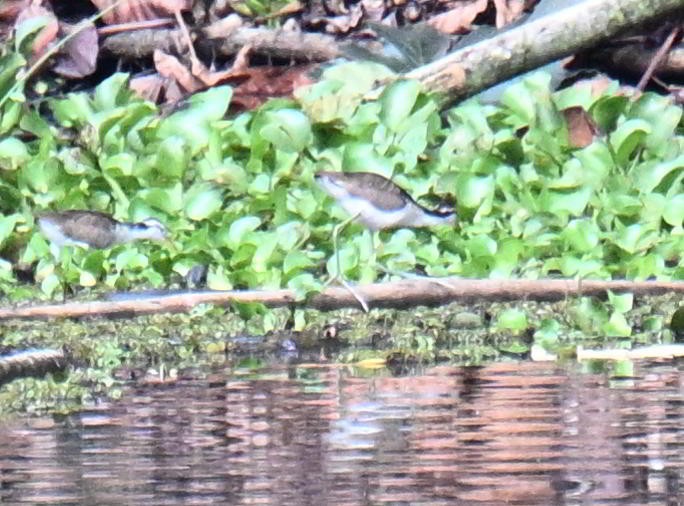 Wattled Jacana - ML645557261