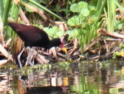 Wattled Jacana - ML645557262