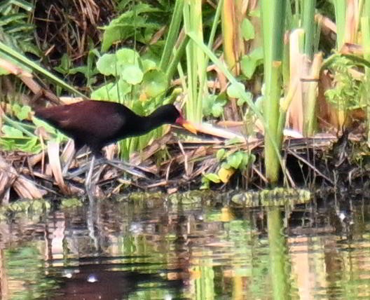 Wattled Jacana - ML645557263