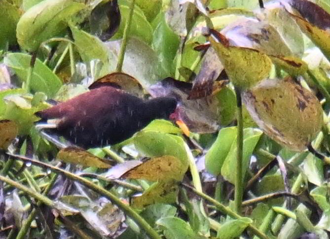 Wattled Jacana - ML645557264