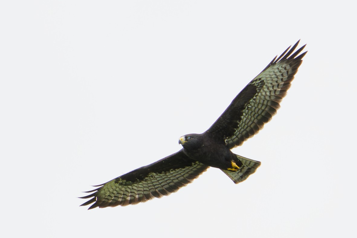 Short-tailed Hawk - ML645557265