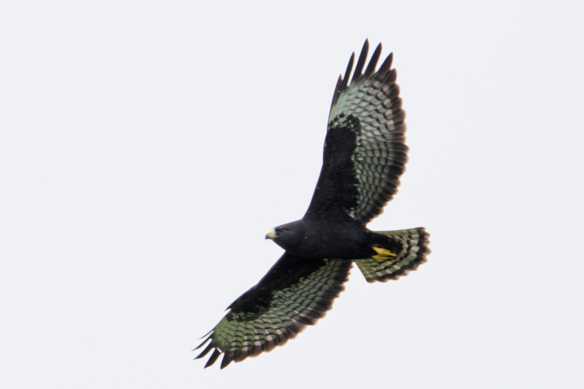 Short-tailed Hawk - ML645557267
