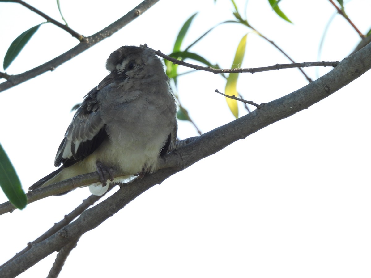 Picui Ground Dove - ML645557268