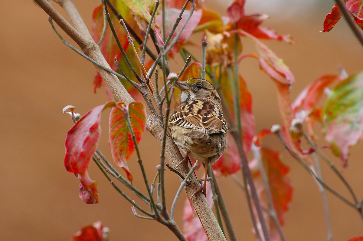 White-throated Sparrow - ML645557270