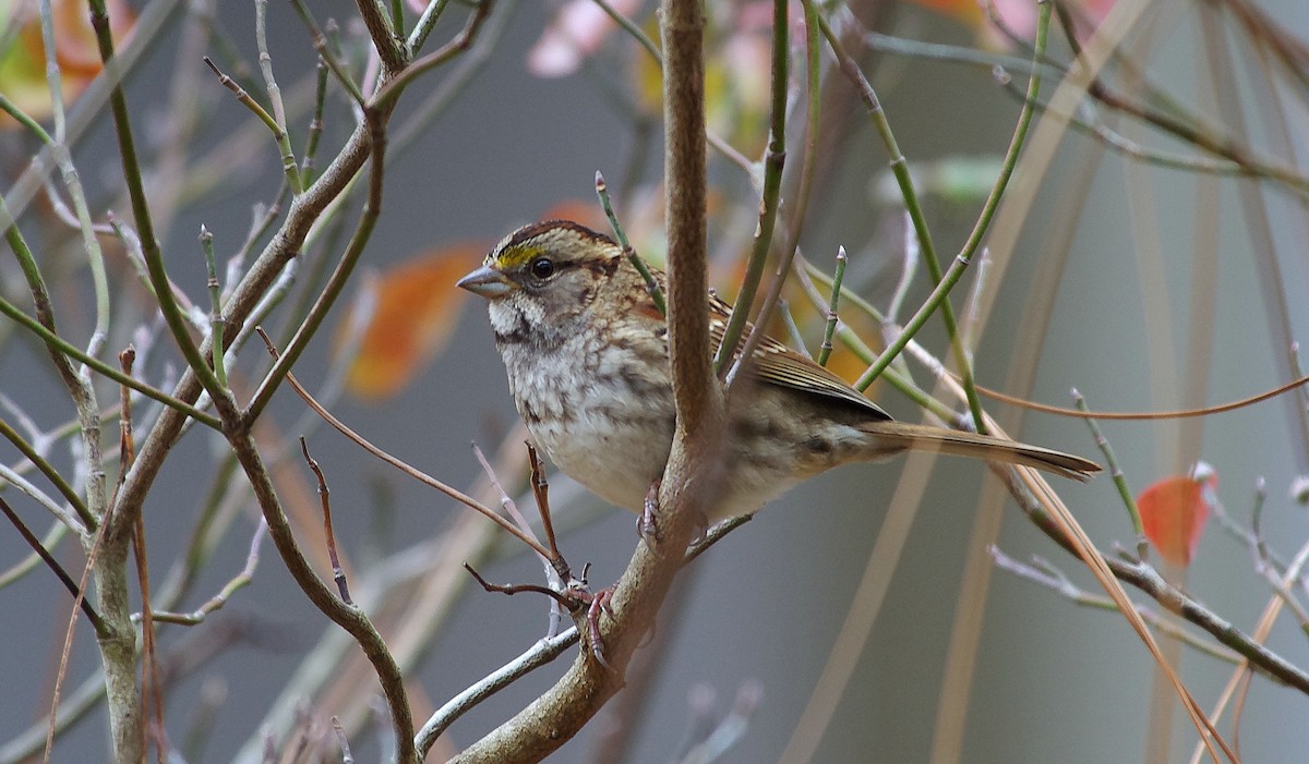 White-throated Sparrow - ML645557271