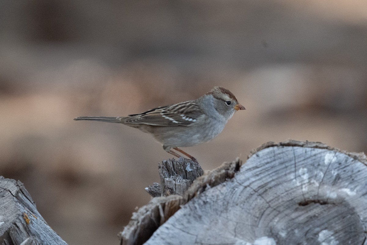 White-crowned Sparrow (Gambel's) - ML645557274