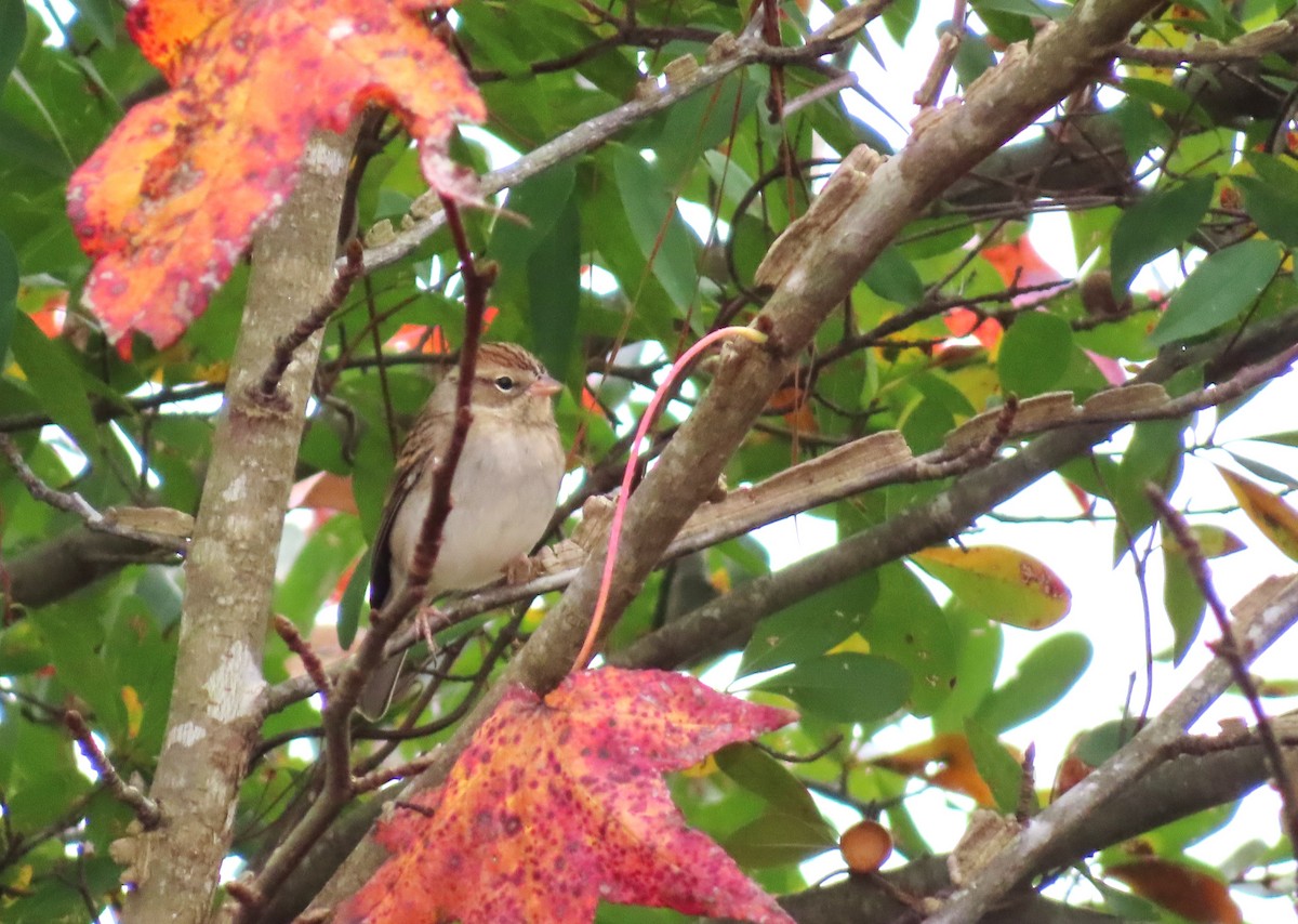 Chipping Sparrow - ML645557275