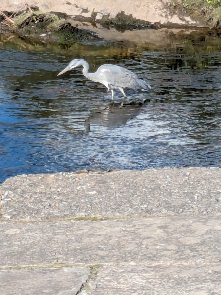 Gray Heron - ML645557278