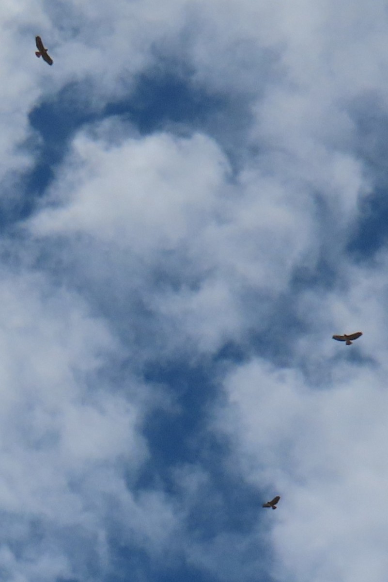 Red-tailed Hawk - ML645557280